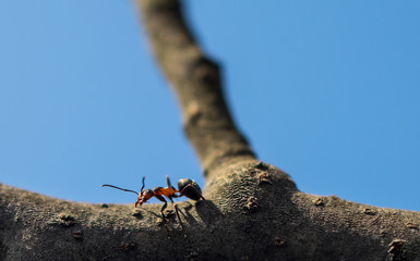 An ant on the branch of a tree. In the background the blue sky