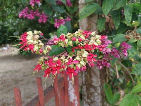 "Bleeding Heart Vine" Images – Browse 1,557 Stock Photos, Vectors, and