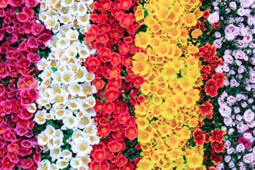 This is a photograph of flowers that are bundled together to form rows of colours. the photograph has been taken at Mullick Ghat Flower Market in Kolkata.