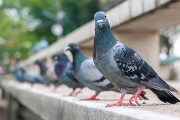 Pigeon line up looking at the camera