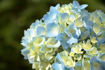 Japanese Blue Hydrangea