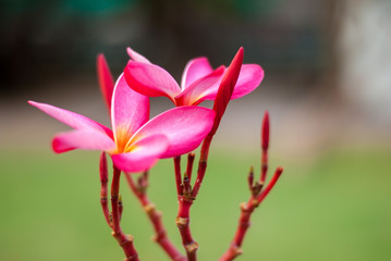 frangipani flower in the summer