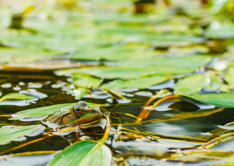 Frog above the surface of the water, close look.
