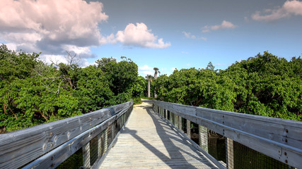 Fototapeta na wymiar Beautiful green nature and landscapes in South FLORIDA