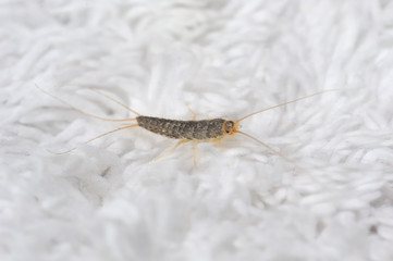 Silverfish most likely Ctenolepisma longicaudata or Lepisma saccharina an insect from the Lepismatidae family with long Terminalfilum and Cerci on a white floor mat