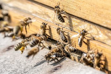 Close up of flying honey bees into beehive apiary Working bees collecting yellow pollen