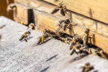 Close up of flying honey bees into beehive apiary Working bees collecting yellow pollen