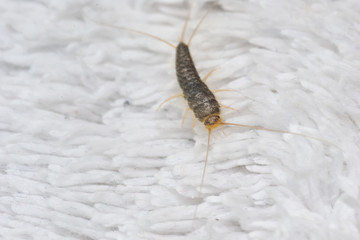 Silverfish most likely Ctenolepisma longicaudata or Lepisma saccharina an insect from the Lepismatidae family with long Terminalfilum and Cerci on a white floor mat
