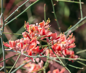 capparis plants and caper Berry on selective focus,karira and kareel flowers