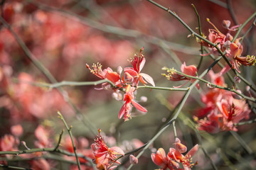 desert tree called kair in local language,capparis plants orange flowers on selective focus,beautiful view of karira plants flowers and fruits