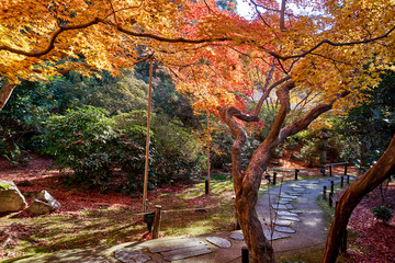 Path under tree with red leaves in Japanese style garden