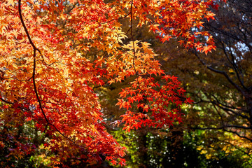 Bright red maple leaves on a sunny day
