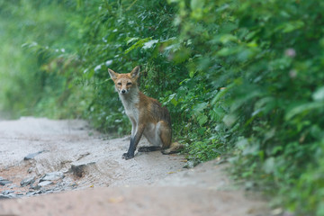 Young wild red fox. An exhausted fox stands on a dirt forest road and begs for food.