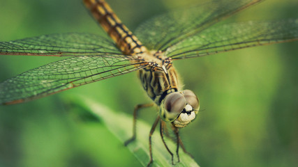 Dragonfly on a leaf