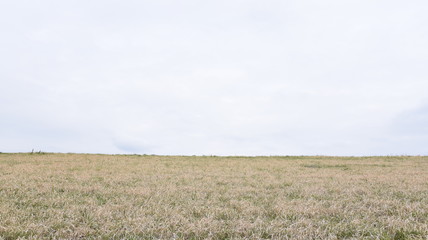 野原
