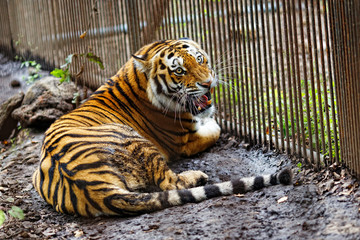 Amur tiger in captivity. The mature growling Amur tiger lies at the high strong metal rods of a large cage.