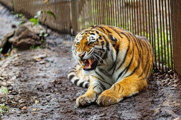 Amur tiger in captivity. The mature growling Amur tiger lies at the high strong metal rods of a large cage.