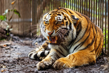 Amur tiger in captivity. The mature growling Amur tiger lies at the high strong metal rods of a large cage.