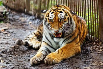 Amur tiger in captivity. The mature growling Amur tiger lies at the high strong metal rods of a large cage.