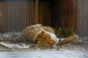 Far Eastern leopard in captivity. A beautiful adult Far Eastern leopard is in a cage.