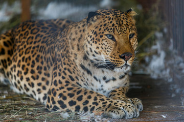 Fototapeta na wymiar Far Eastern leopard in captivity. A beautiful adult Far Eastern leopard is in a cage.