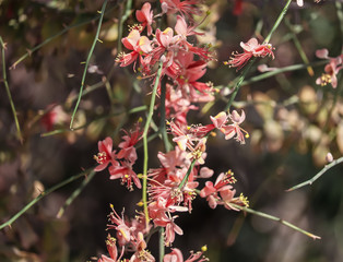 kair tree is a desert tree or shurb found in the desert areas of rajasthan and accross the world.its biological name is Capparis decidua,capparis flowers on selective focus