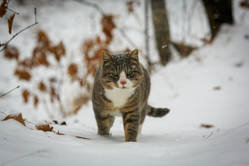 A street cat walks in the snow. A well-fed wild cat walks along the snowy paths in the winter forest.