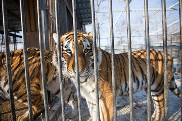 Amur tiger in captivity. A large beautiful Amur tiger walks along the cage and growls.