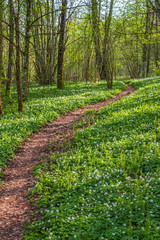 Fototapeta na wymiar Winding path in the woodlands with flowerings wood anemones