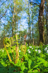 Budding fern leaves and wood anemones in spring
