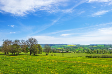 Obraz premium Tree grove at a meadow in a rural landscape view