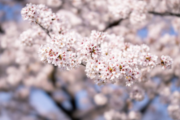 Obraz premium 羊山公園の桜