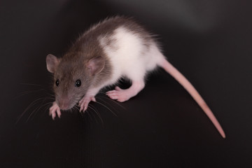 small domestic rat
