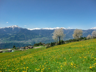 Fototapeta na wymiar Blumenwiese im Frühling bei Vöran, Südtirol
