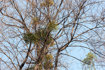 mistletoe on a tree branches