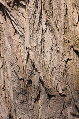 texture of the bark