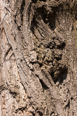 bark of an old tree