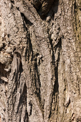 bark of an old tree closeup