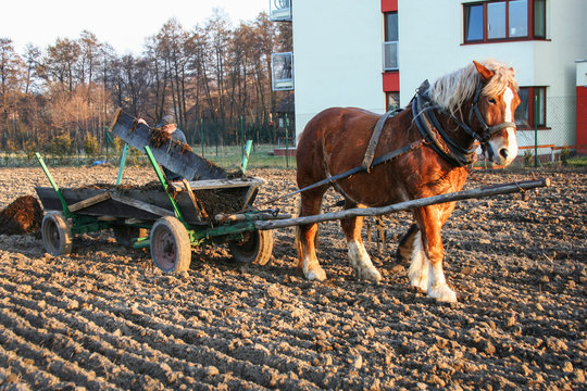 KRAKOW, POLAND - MARCH 17, 2018: Farmers work in the field using traditional methods and the help of a horse