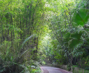 a path in bamboo forest
