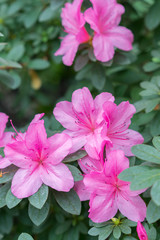 red azalea, gardening concept, bush of blooming azalea, background for a card. Spring flowers. vertical photo.