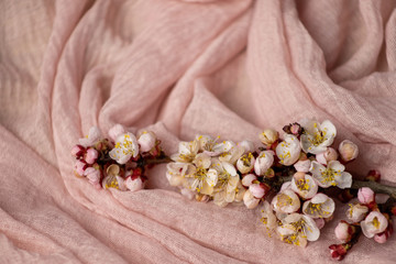 A branch of a blooming apricot on a background of pink fabric