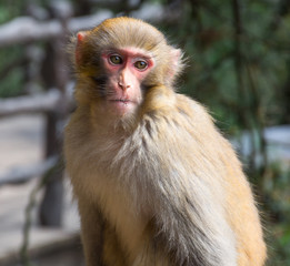 Obraz premium a cute monkey in the forest park.