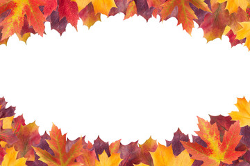 Amazing colorful background of autumn maple tree leaves background with white empty space. Multicolor maple leaves autumn background. High quality resolution picture