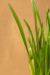 Sprouted wheat grass on a brown background.
