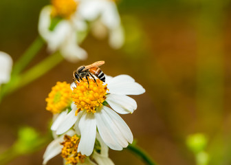 Bee eating pollen of flower on the tree, Chiangmai Thailand