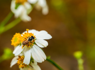 Bee eating pollen of flower in the field, Chiangmai Thailand