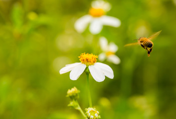 Obraz premium Bee eating pollen of flower on the tree, Chiangmai Thailand