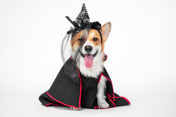 Cute playful welsh corgi cardigan or pembroke dog in black mantle and witch pointed hat with veil...