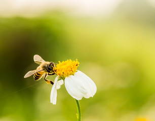 Bee eating pollen of flower on the tree, Chiangmai Thailand